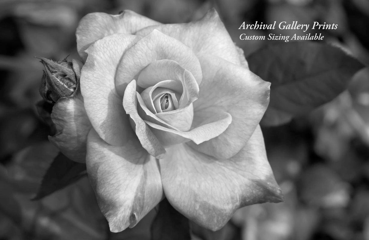 1rose_flower_art_print_collection_b_w_grayscale_copy