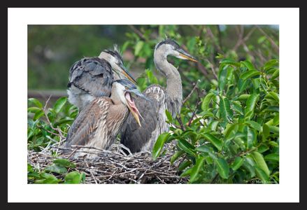 Young Great Blue Herons in the nest art print