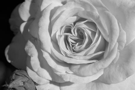 Rose photography black & white Fine Art Print