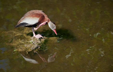 Whistling Duck at the Florida Wetlands art print