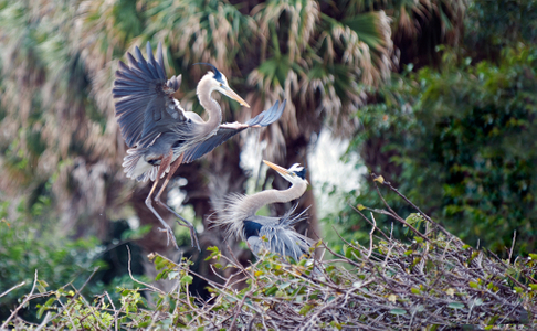 Great Blue Heron mating pair photo art print
