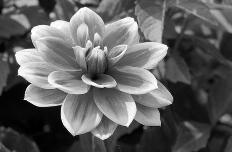 Dahlia flower photography art print in black & white