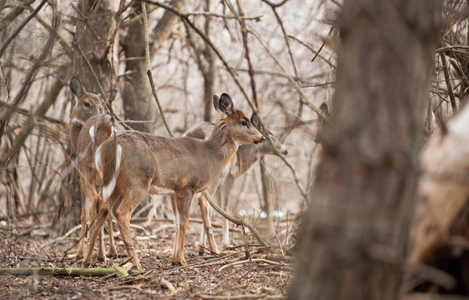 White Tail Deer group in woods photo art print