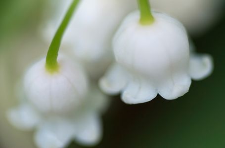 Lily of the Valley flower photography art print