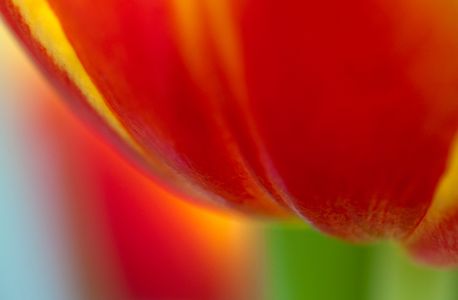 Tulip flower macro art print
