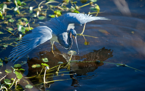 Tricolor Heron Hunting art print
