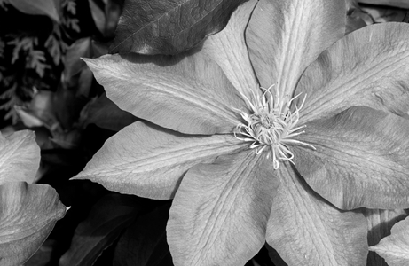 Clematis flower photography art print black & white