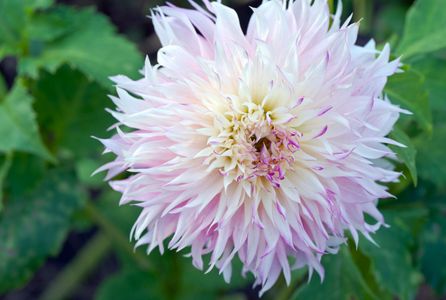 Dahlia flower art prints for display in home or office