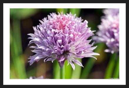 Chive Flower Art Print for Home and Office