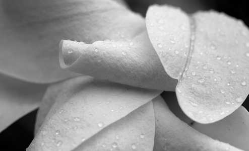 blossom art print in black & white