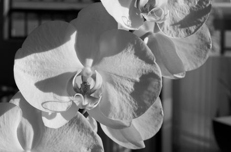 Orchid flower photography art print in black & white