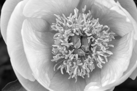 Flowers in Black and White Peony black & white decorative art print