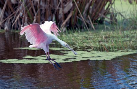 Spoonbill coming in for a landing photography art print
