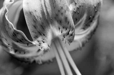 Lily macro art print in black and white for home and office design
