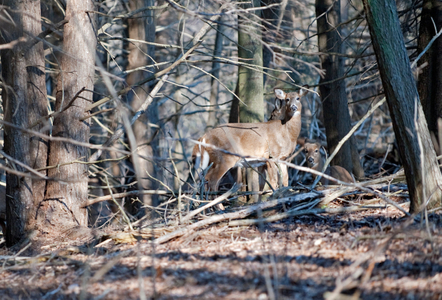 White Tail Deer in woods photo art print