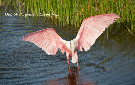 Roseate Spoonbill at the Florida Wetlands