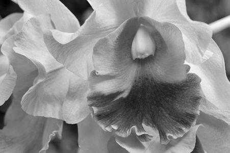 Orchid flower photography black & white art print for home and office interior design