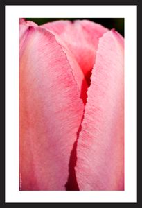 Tulip flower vertical art print