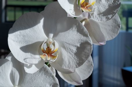 Orchid flower photography art print for interior design