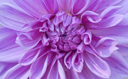 Purple Dahlia flower art print macro for home and office