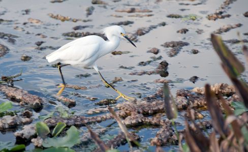 Snowy Egret at wetland in Florida photography art print
