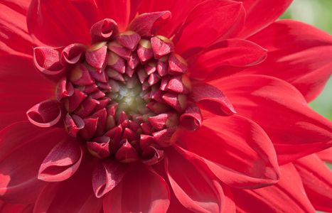 Red Dahlia flower art print macro for home and office