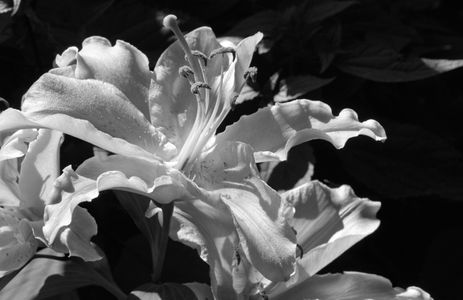 Lily black and white flower art prints for home and office