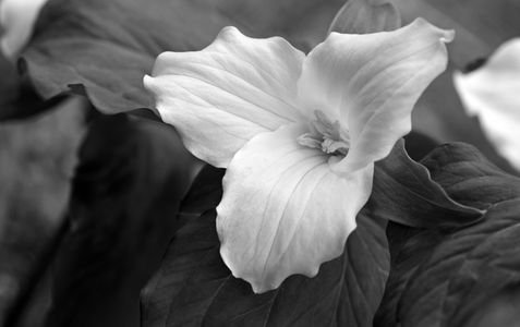 Trillium flower photography art print in black & white