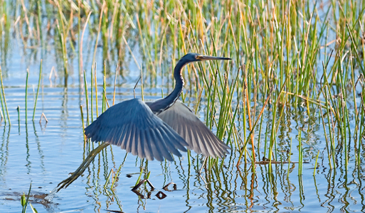 Tricolor Heron Taking Flight photo art print