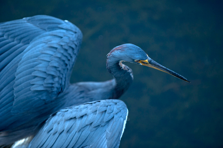 Tricolor Heron photo photo art print