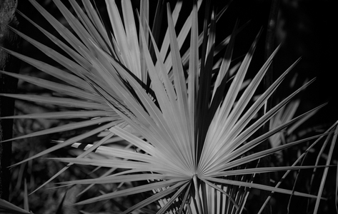 Palmetto art print photography in black & white
