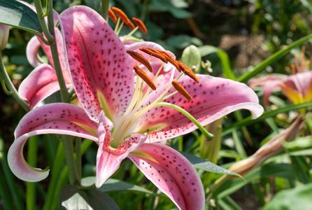 Lily art print for home and office