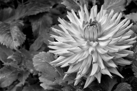 Dahlia flower art prints for home and office B&W