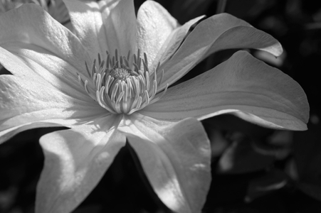 Clematis flower photograpy art print in black & white