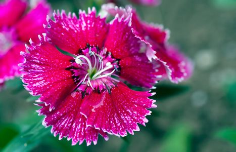 Dianthus flower photography art print for home and office