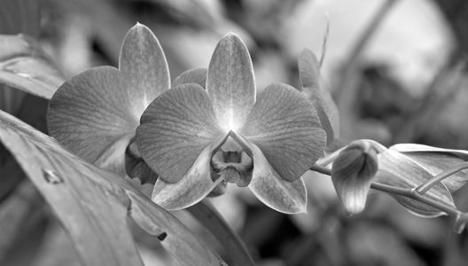 Orchid flower photography art print in black & white