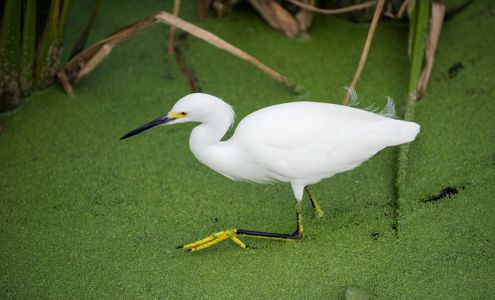 Snowy Egret hunting at wetland in Florida - photography art print
