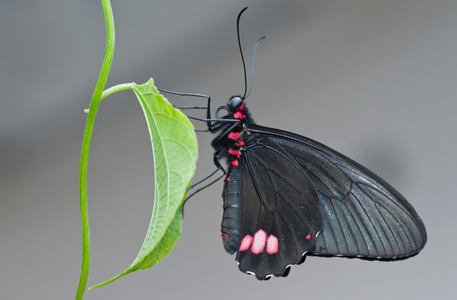 Butterfly macro photo art print