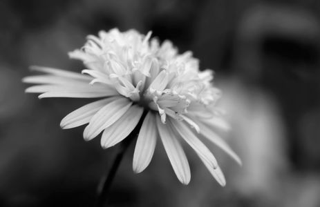 Macro floral black & white photograhy art prints