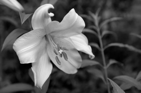 Lily flower photography art prints in black & white