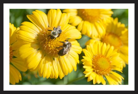 Daisies and Bees flower art print for home and office