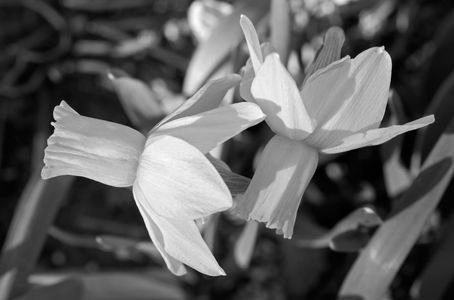 Daffodil art print in black and white