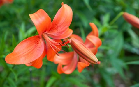 Orange Lily flower macro art print for home and office