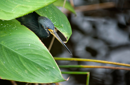 Tricolor Heron photo art print
