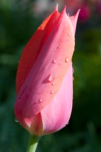 Tulip flower vertical photography art print