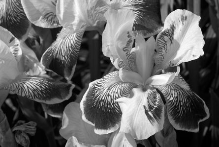 Iris flower photography art print in black & white