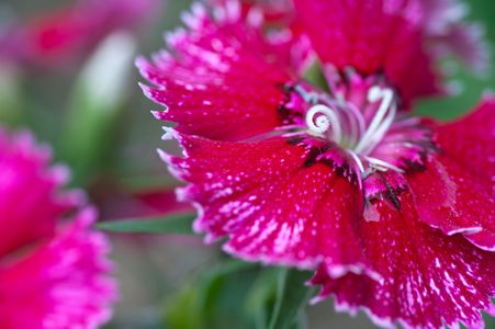 Dianthus flower art print for home and office