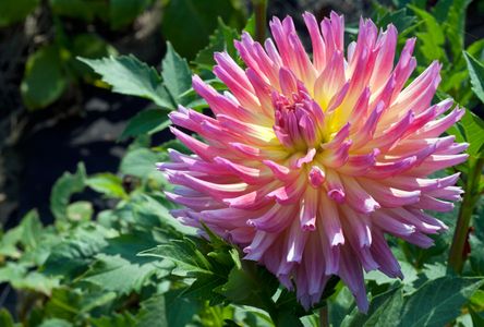 Dahlia flower art prints for home and office design