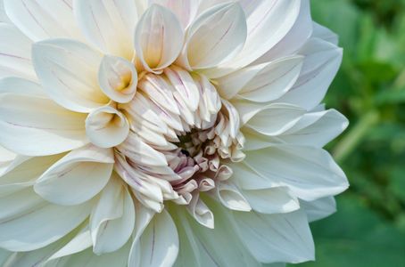 Dahlia flower art prints for home and office interior decoration
