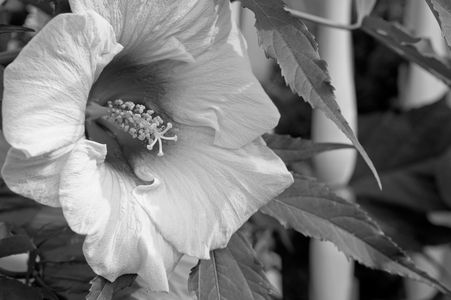 Hibiscus flower art print in black & white